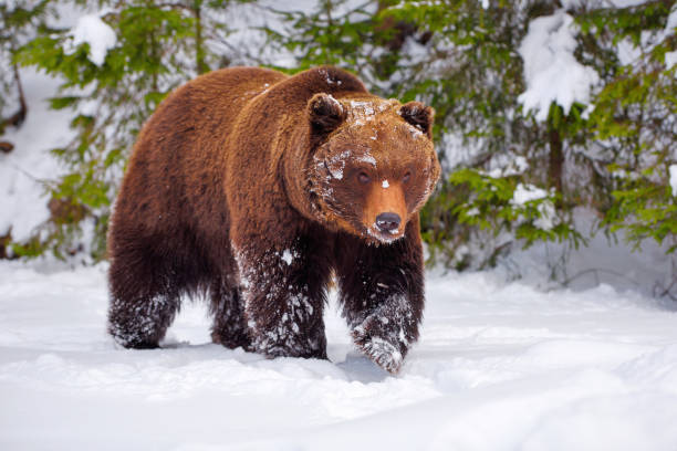 istock The brown bear (Ursus arctos) in its natural habitat 1214322476