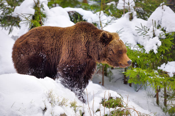 istock The brown bear (Ursus arctos) in its natural habitat 1214322488