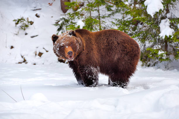 istock The brown bear (Ursus arctos) in its natural habitat 1214322497