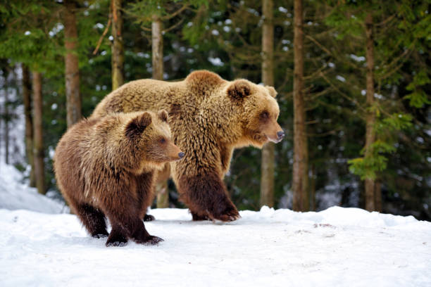 istock She-bear and bear-cub in the winter forest 1214322517