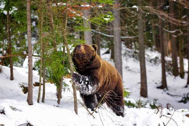 istock Wild brown bear in winter forest 1214322528