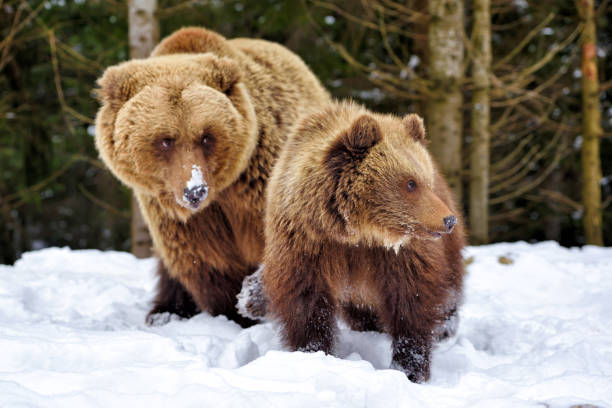 istock Brown bear with cub in the winter forest 1214322540