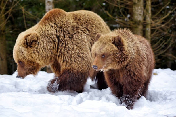 istock She-bear and bear-cub in the winter forest 1214322563