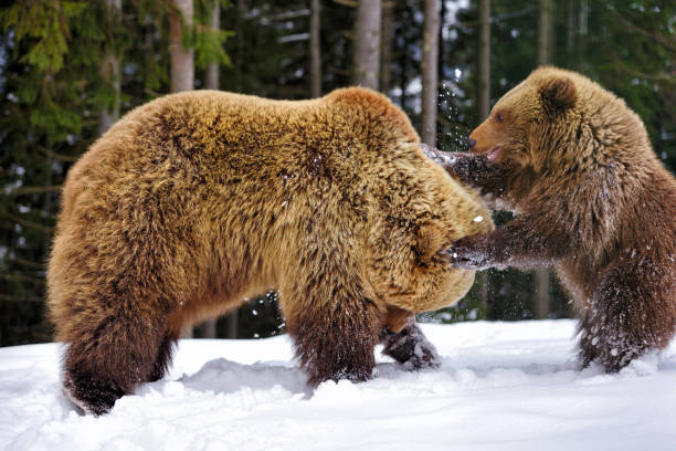istock Bear mother and cub playing in the winter forest 1214322596