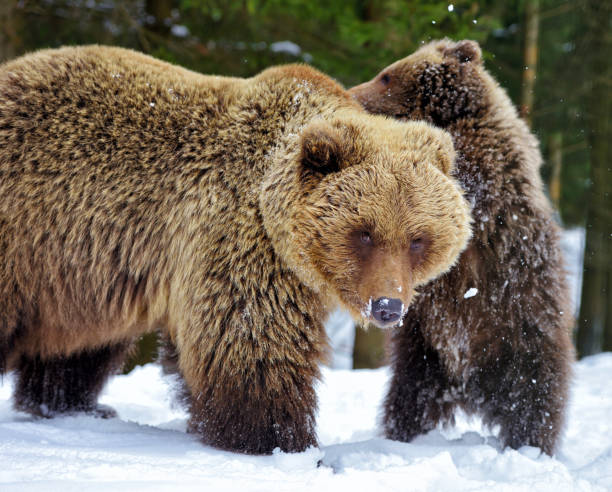 istock Bear mother and cub playing in the winter forest 1214322604