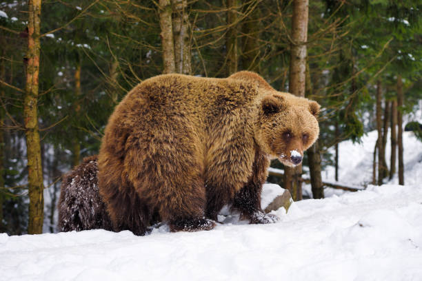 istock The brown bear in its natural habitat 1214322606