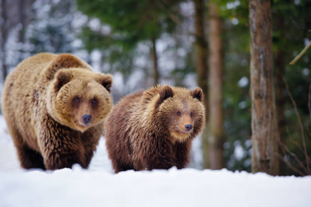 istock She-bear and bear-cub in the winter forest 1214322703