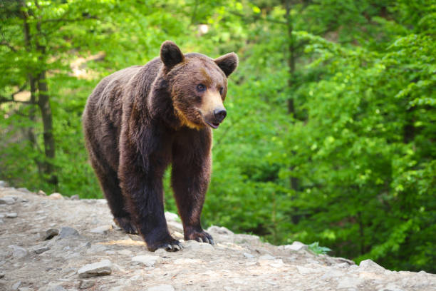 istock Young brown bear in the summer forest. 1214322866