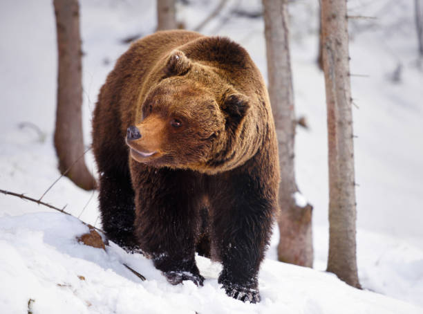 istock Wild brown bear (Ursus arctos) on the snow 1214322883
