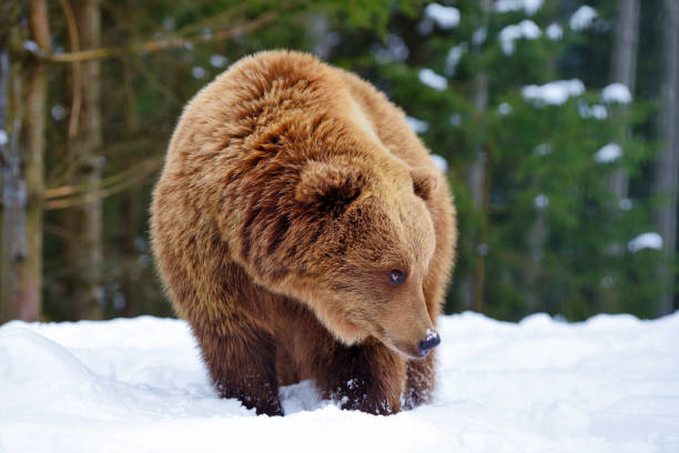 istock Wild brown bear (Ursus arctos) on the snow 1214322930