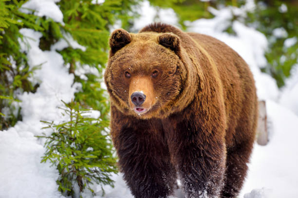 istock The brown bear (Ursus arctos) in its natural habitat 1214322935