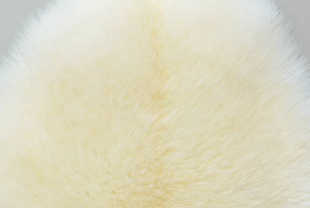 istock background and textured of real white cream wool sheep 1214324219