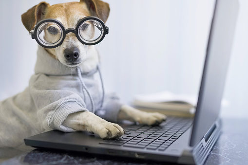 Adorable dog in glasses working with computer. Wearing sporty stylish hoodie. Freelancer work from home during quarantine Social distancing lifestyle. Stay at home. Horizontal composition