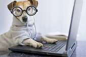 Adorable dog in glasses working with computer.