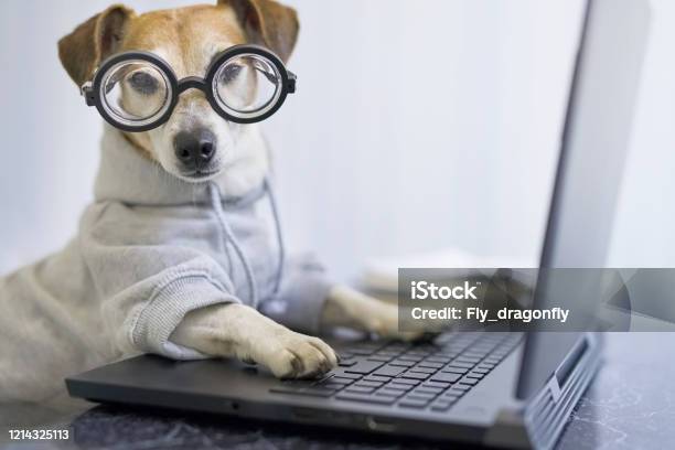 Adorable Dog In Glasses Working With Computer Stock Photo - Download Image Now - Dog, Humor, Animal