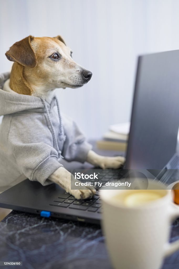 Programmer Dog Coding With Laptop Stock Photo - Download Image Now ...