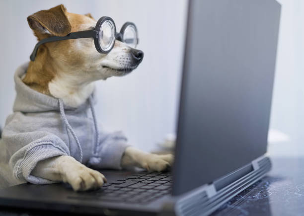 istock smart concentrated dog is working on project online. 1214326382