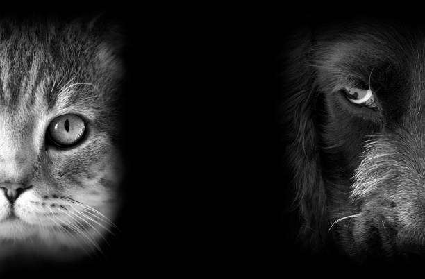istock Cat and dog portraits 1214326538