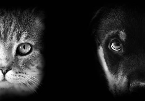 istock Cat and dog portraits 1214326566