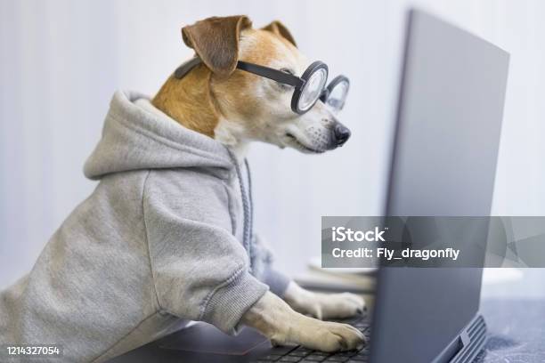 Smart Working Dog Using Computer Typing On Laptop Keyboard Stock Photo ...