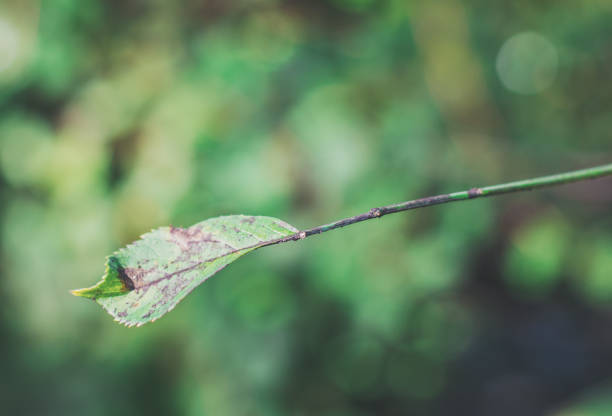 Dry autumnal leaf on blurry background