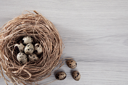 Minimal easter composition. Easter eggs in bird’s nest with copy space.