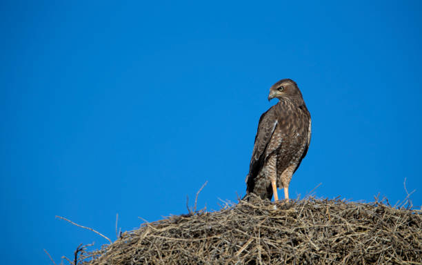 istock Bird of prey in a nest 1214328344