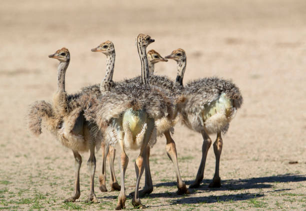 istock Ostrich calves in the desert 1214328347
