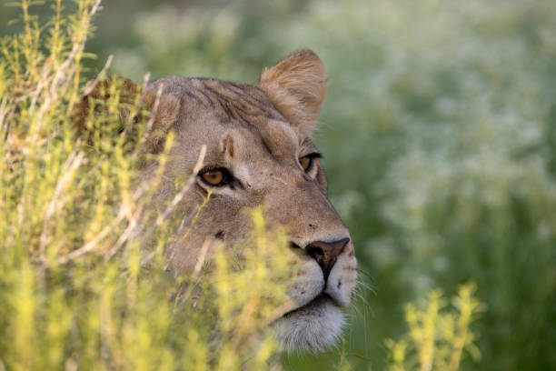 istock African lion in the bush 1214328351