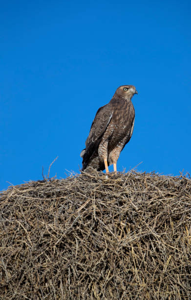 istock Bird of prey in a nest 1214328381