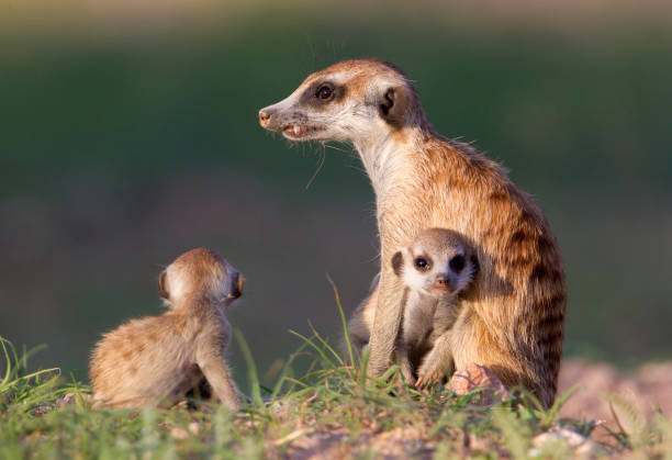 istock Meerkat with its young in the Kalahari 1214328526