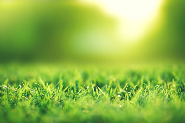 istock Spring and nature background concept, Close up green grass field background and sunlight. 1214328807