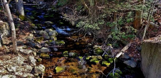 corriente de agua en medio de un entorno forestal - autumn water leaf stream fotografías e imágenes de stock