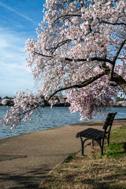 istock Cherry Blossoms blooming at the tidal basin in Washington DC 1214329039
