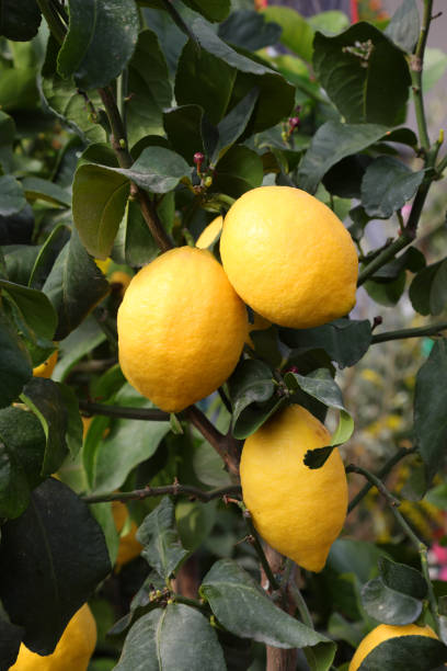istock lemon in the orchard in the Mediterranean area 1214330326