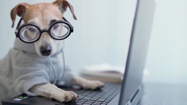 788 Funny Dog Computer Stock Videos and Royalty-Free Footage - iStock | Cat  computer