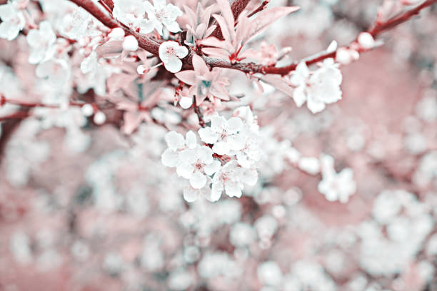 branche tonique de cerise en fleurs sur le fond vert naturel, bokeh artistique - toned image pink sakura cherry blossom photos et images de collection