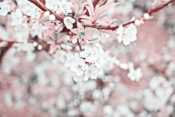 ramo tonico di ciliegia in fiore su sfondo verde naturale, bokeh artistico - toned image pink sakura cherry blossom foto e immagini stock