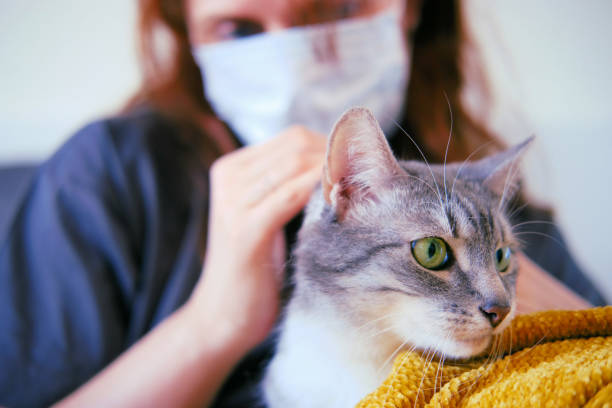 아픈 여자의 침대에 누워 청진기를 가진 고양이 의사. 독감과 애완 동물을 가진 여자 옆에 - pets bedroom animal mammal 뉴스 사진 이미지