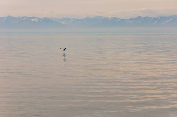 istock Low flying over lake Baikal Seagull 1214333619