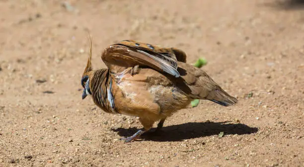 A Spinifex Pigeon (Geophaps plumifera) stretches its wings while on the ground in Sydney.