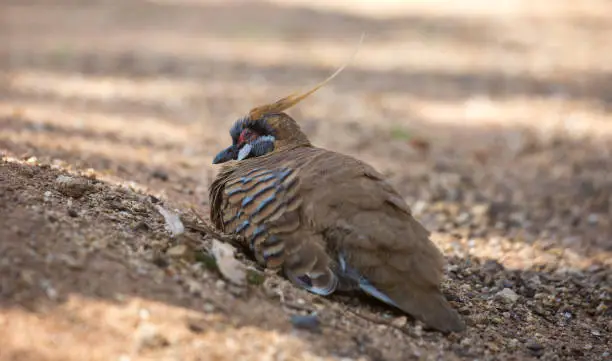 A Spinifex Pigeon (Geophaps plumifera) lies on the ground in Sydney.