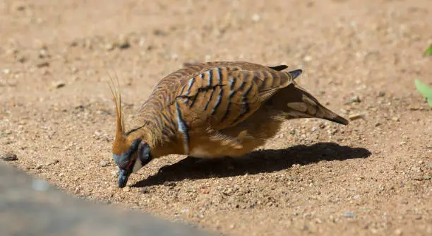 A Spinifex Pigeon (Geophaps plumifera) forages for food on the ground in Sydney.