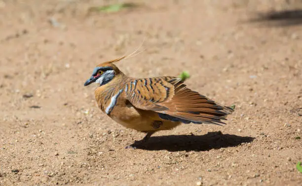 A Spinifex Pigeon (Geophaps plumifera) forages for food on the ground in Sydney.