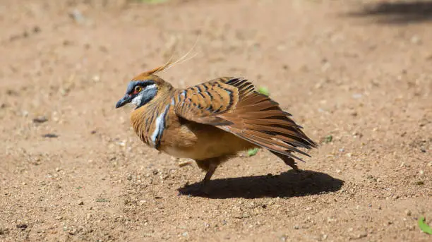 A Spinifex Pigeon (Geophaps plumifera) forages for food on the ground in Sydney.