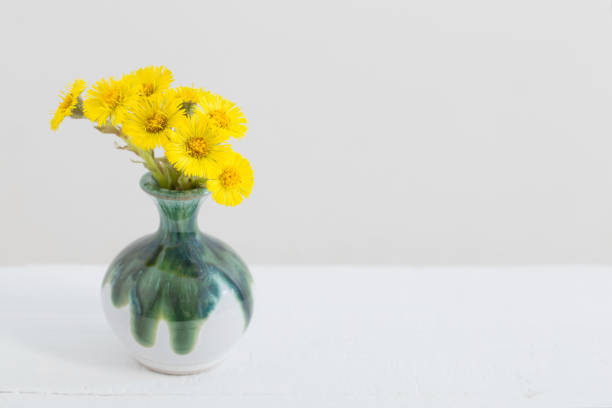 coltsfoot  flowers in ceramic vase  on white background