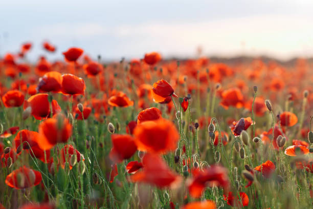 istock Poppies on green field on summer sunset 1214336702