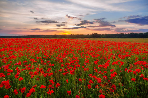 istock Poppies on green field on summer sunset 1214336899