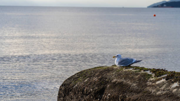 istock Seaside in Vancouver, BC, Canada 1214337747