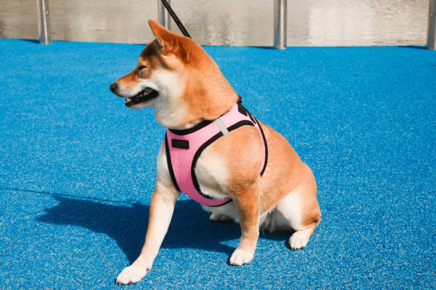 istock Shiba Inu dog on a blue background 1214338151